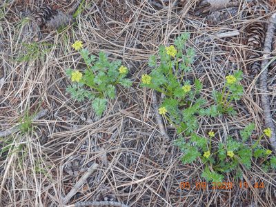 Cymopterus hallii, photographed by Parker Hopkins