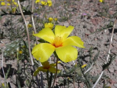 Mentzelia nitens, photographed by Leah Gardner