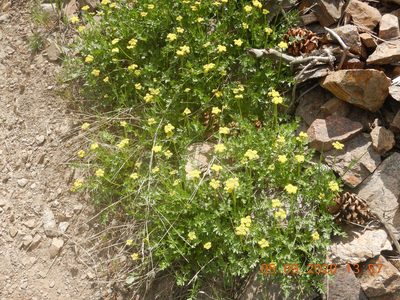 Cymopterus hallii, photographed by Parker Hopkins