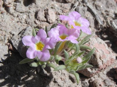 Nama aretioides, photographed by Leah Gardner