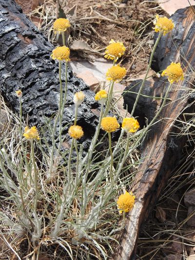 Hymenoxys bigelovii, photographed by Rachel Stringham