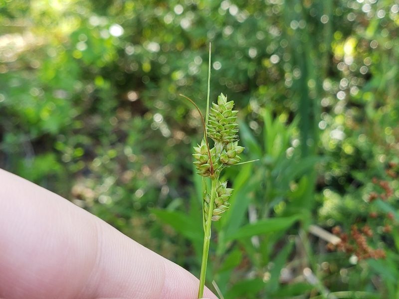 Carex complanata, photographed by Tyler Bishop