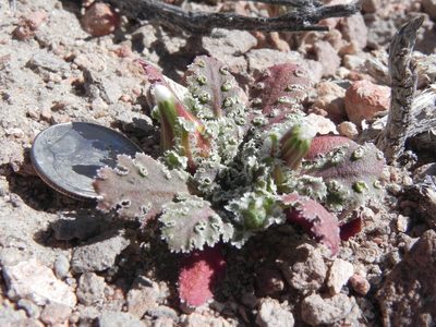Glyptopleura marginata, photographed by Leah Gardner