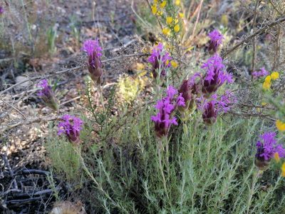 Thymus lotocephalus, photographed by Duarte Frade