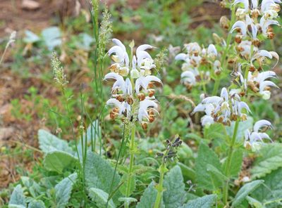 Salvia argentea, photographed by Kostas Zontanos