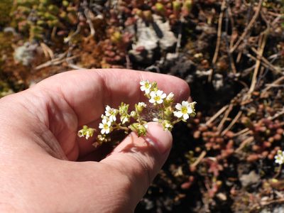 Saxifraga adscendens, photographed by Vesa Oikonen