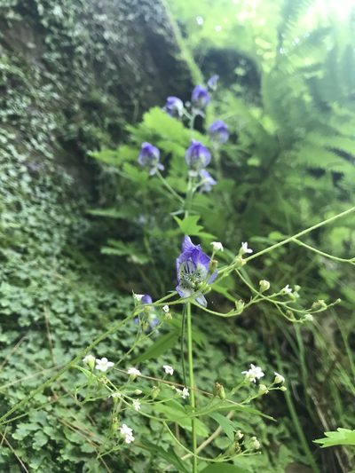 Aconitum noveboracense, photographed by Jacob Friend