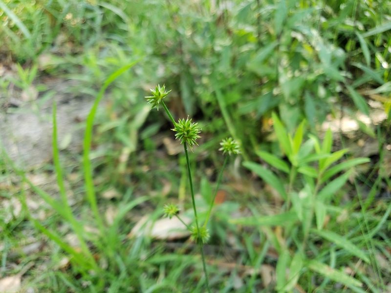 Juncus validus, photographed by Tyler Bishop