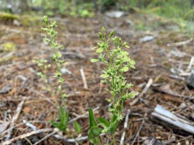 Neottia banksiana, photographed by davidbroadland