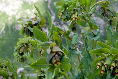 Cerinthe glabra, photographed by Wolfgang Jauch