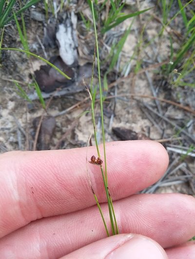 Rhynchospora plumosa, photographed by Will McFarland