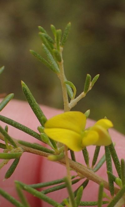 Aspalathus spinescens, photographed by Nicola van Berkel