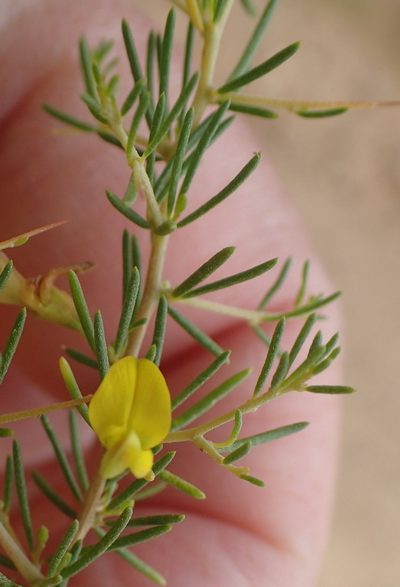 Aspalathus spinescens, photographed by Nicola van Berkel