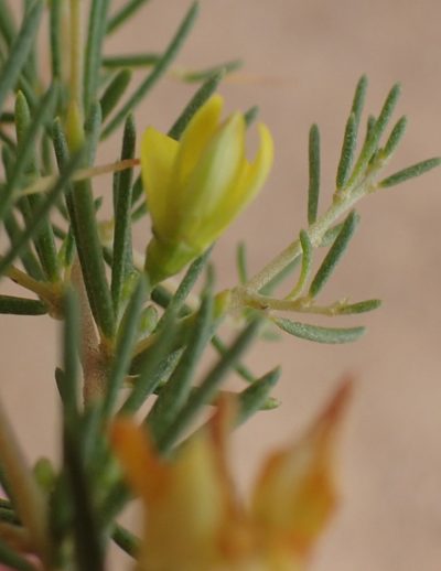 Aspalathus spinescens, photographed by Nicola van Berkel