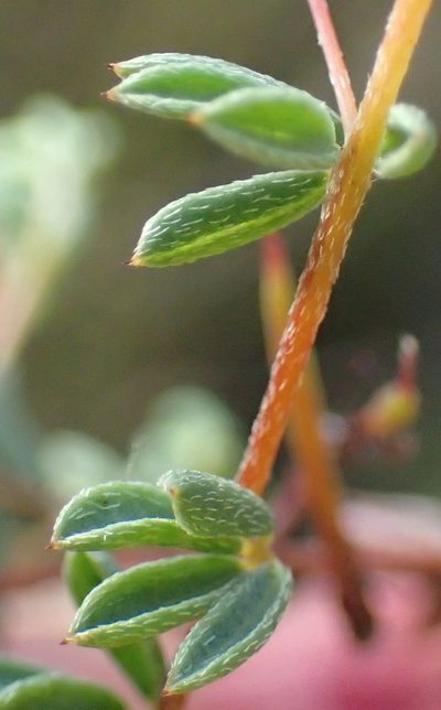 Indigofera dillwynioides, photographed by Nicola van Berkel