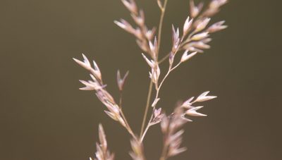 Agrostis pallens, photographed by Millie Basden