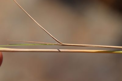 Agrostis pallens