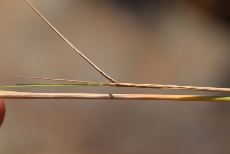 Agrostis pallens, photographed by Millie Basden