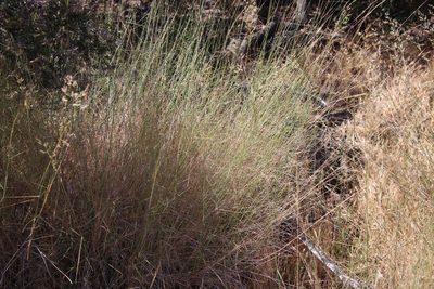 Agrostis pallens, photographed by Millie Basden