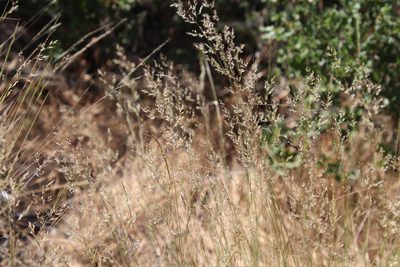 Agrostis pallens, photographed by Millie Basden