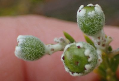 Phylica cryptandroides, photographed by Nicola van Berkel