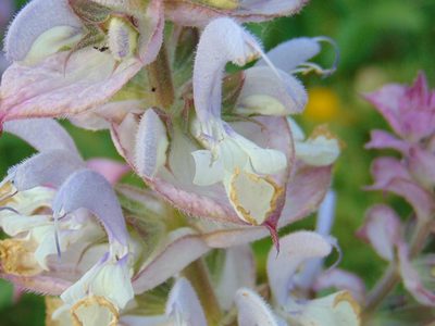 Salvia sclarea, photographed by viridian