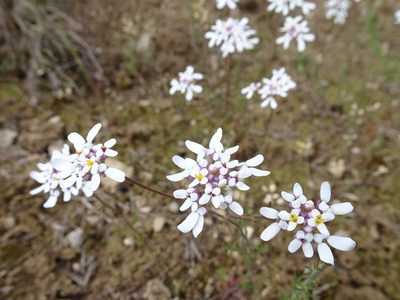 Iberis pinnata, photographed by Thomas Koffel