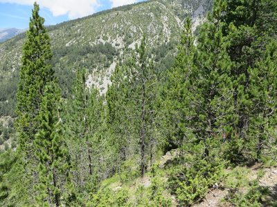 Pinus uncinata, photographed by Jens-Christian Svenning