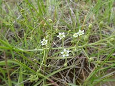 Thesium divaricatum, photographed by Thomas Koffel