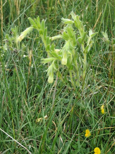 Onosma tricerosperma, photographed by Jens-Christian Svenning