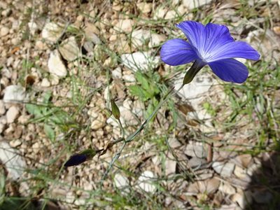 Linum narbonense, photographed by Thomas Koffel
