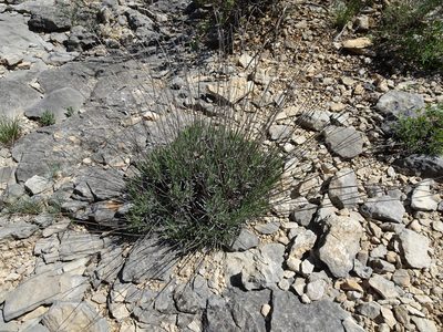 Lavandula latifolia, photographed by Thomas Koffel