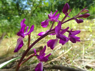 Anacamptis laxiflora, photographed by Thomas Koffel