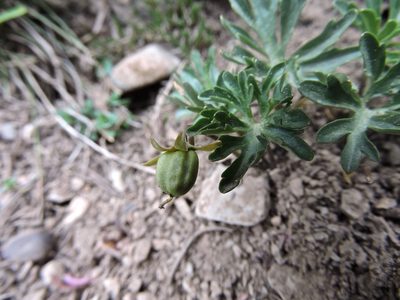 Viola pinnata, photographed by Karsten Rohweder