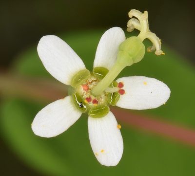Euphorbia pubentissima, photographed by skitterbug