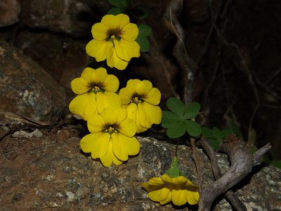 Tropaeolum brachyceras, photographed by Asiel Olivares