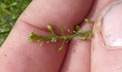 Lepidium pseudotasmanicum, photographed by Peter de Lange