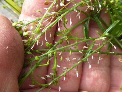 Lepidium pseudotasmanicum, photographed by Peter de Lange