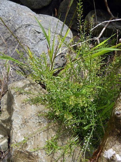 Lepidium pseudotasmanicum, photographed by Peter de Lange