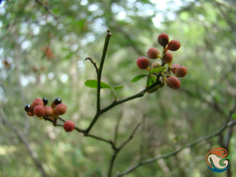 Zanthoxylum limoncello, photographed by Eugenio Padilla