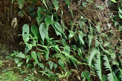 Cheiropleuria integrifolia, photographed by 國立臺灣博物館