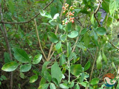 Zanthoxylum limoncello, photographed by Eugenio Padilla