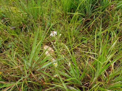 Symphyotrichum dumosum, photographed by Tyler Bishop