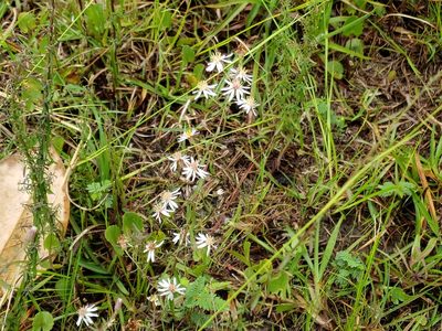 Symphyotrichum dumosum, photographed by Tyler Bishop