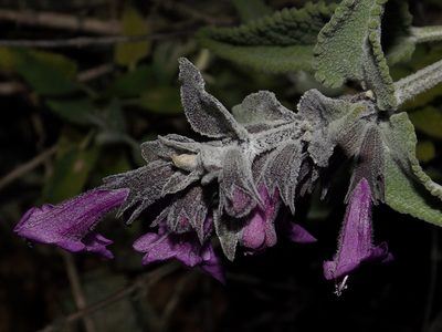 Lepechinia salviae, photographed by Asiel Olivares