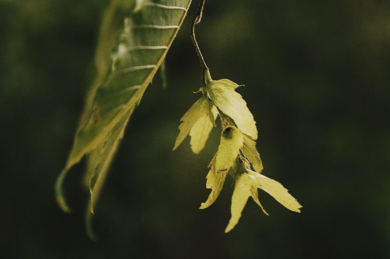 Carpinus tropicalis, photographed by Claudio Cantú Muñiz