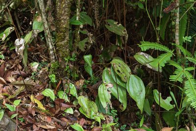 Cheiropleuria integrifolia, photographed by 國立臺灣博物館