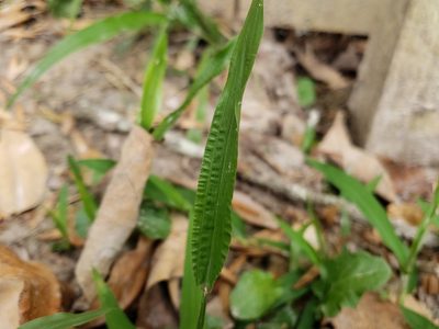 Axonopus compressus, photographed by Tyler Bishop