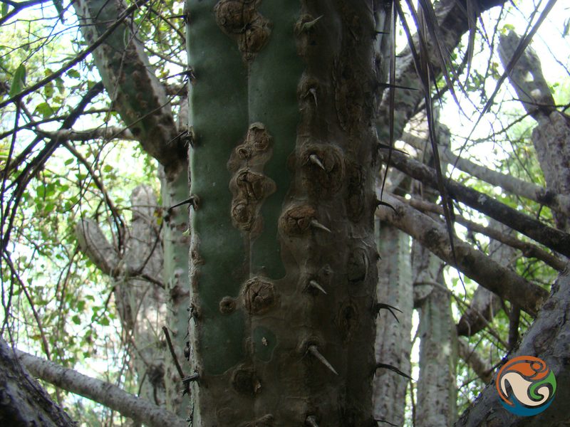 Stenocereus pruinosus, photographed by Eugenio Padilla
