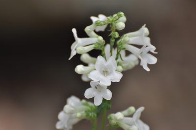 Penstemon tubaeflorus, photographed by brybrysciguy
